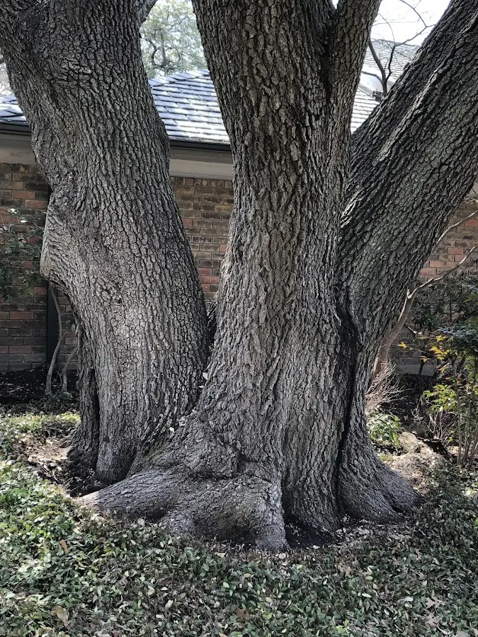 Mature heritage tree close to a Wiseman property cared for by certified arborists